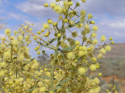 Acacia victoriae ssp. victoriae f Denzel Murfet Port Augusta